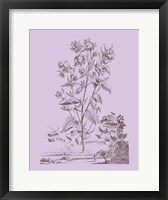 Framed Romantic Violet