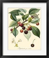 Framed Cherries