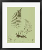 Framed Fresh Ferns II