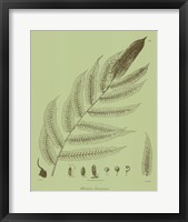 Framed Fresh Ferns III