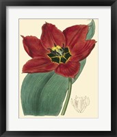 Framed Elegant Tulips III