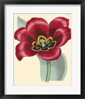 Framed Elegant Tulips IV