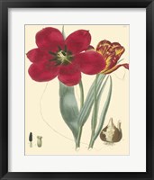 Framed Elegant Tulips VI