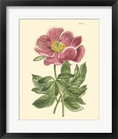 Framed Blushing Peony II