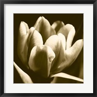 Framed Sepia Tulip I