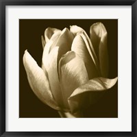 Framed Sepia Tulip II