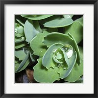 Succulence II Framed Print