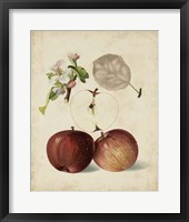 Harvest Apples I Framed Print