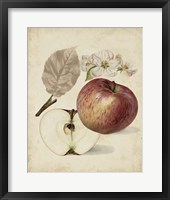 Framed Harvest Apples II
