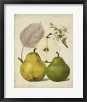 Harvest Pears I Framed Print