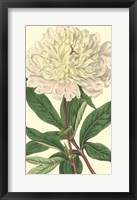 Framed Chinese Peony