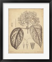 Framed Vintage Curtis Botanical I