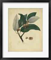 Framed Botanical VIII