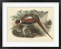 Framed Pheasants II