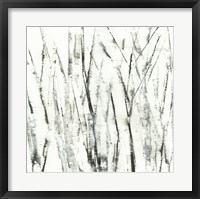 Framed Birches I