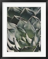 Framed Agave I