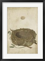 Bird's Nest Study II Framed Print