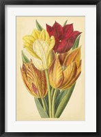 Tulip Array II Framed Print