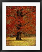 Framed Autumn Oak II