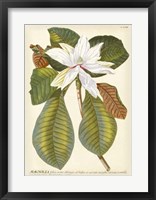 Magnificent Magnolias II Framed Print