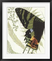 Butterfly Symmetry I Framed Print