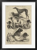 International Dog Show I Framed Print