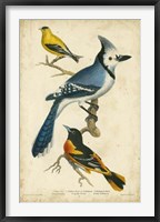 Framed Wilson's Blue Jay