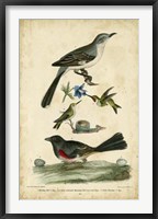 Framed Wilson's Mockingbird