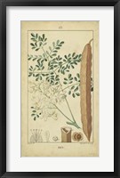 Framed Vintage Turpin Botanical V