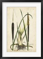 Framed Antique Cattail I