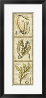 Exotic Seaweed Panel I Framed Print