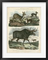 Framed Deer & Moose