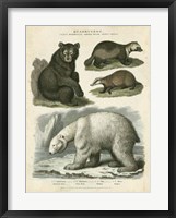 Framed Brown Bear & Polar Bear