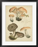 Framed Antique Mushrooms I