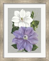 Framed Clematis Blooms I