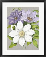 Clematis Blooms II Framed Print