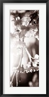 Blossom Triptych III Framed Print