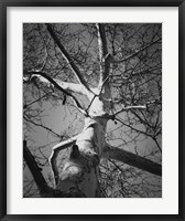 Framed Classic Birch I