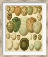 Framed Vintage Bird Eggs II