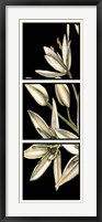 Framed Graphic Lily I