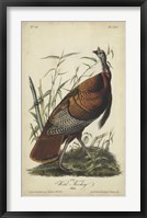 Framed Audubon Wild Turkey