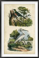 Avian Sanctuary I Framed Print