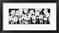 Framed White Flowers on Black II
