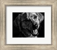 Framed Canine Scratchboard XXIII