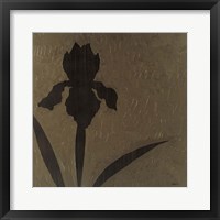 Iris Framed Print