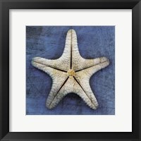 Armored Starfish Underside Framed Print