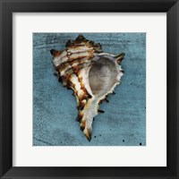 Horned Whelk Framed Print