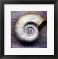 Moon Snail Framed Print