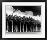 Framed White Palms, Costa Rica