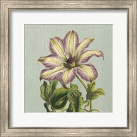 Framed 'Purple Clematis' border=